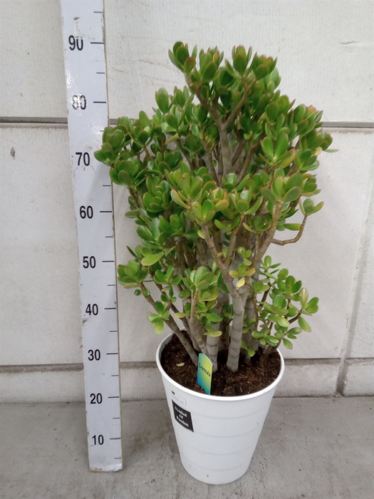 <h4>Crassula ovata</h4>