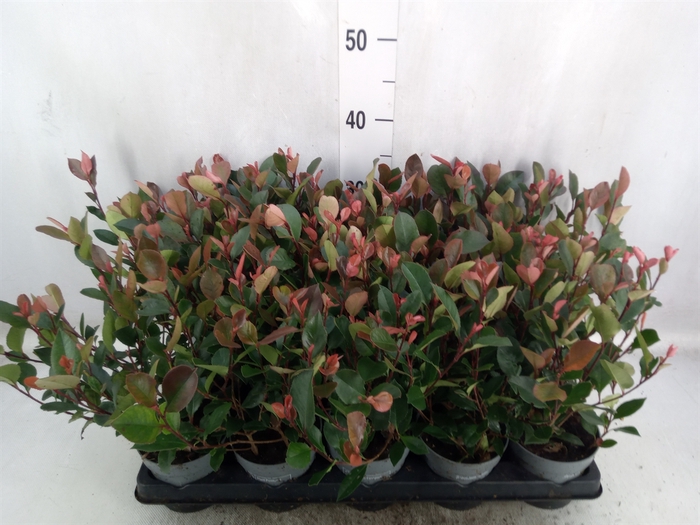 Photinia fraseri 'Little Red Robin'