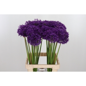 Allium Purper Sensation