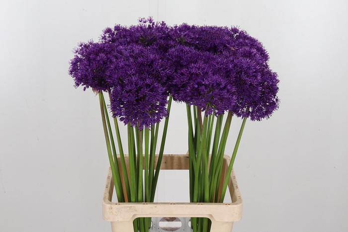 <h4>Allium Purper Sensation</h4>