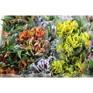 ALSTROEMERIA VARIADO 080 CM