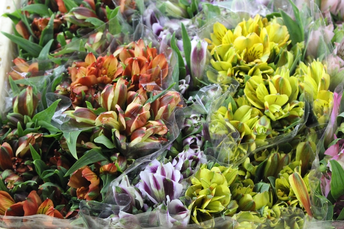 <h4>ALSTROEMERIA VARIADO 080 CM</h4>