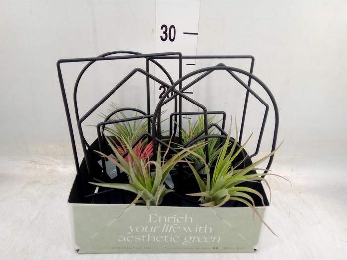 <h4>Arr.  Tillandsia L%</h4>