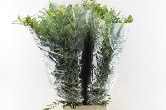 <h4>Euca Parvi 200 Gram</h4>