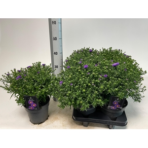 ASTER D BLUE LAPIS