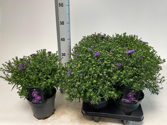 <h4>ASTER D BLUE LAPIS</h4>
