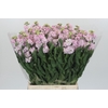 Matthiola Iron Cherryblossom