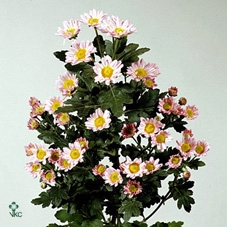 HELIC CHA SEXY SCARL