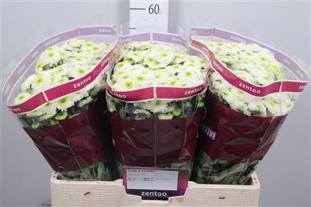 <h4>Chr S Ferry</h4>