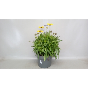 Coreopsis grand.
