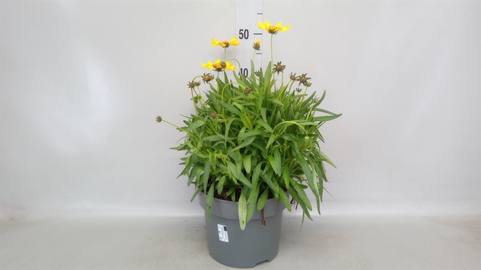 <h4>Coreopsis grand.</h4>