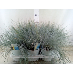 Festuca glauca 'Intens Blue'