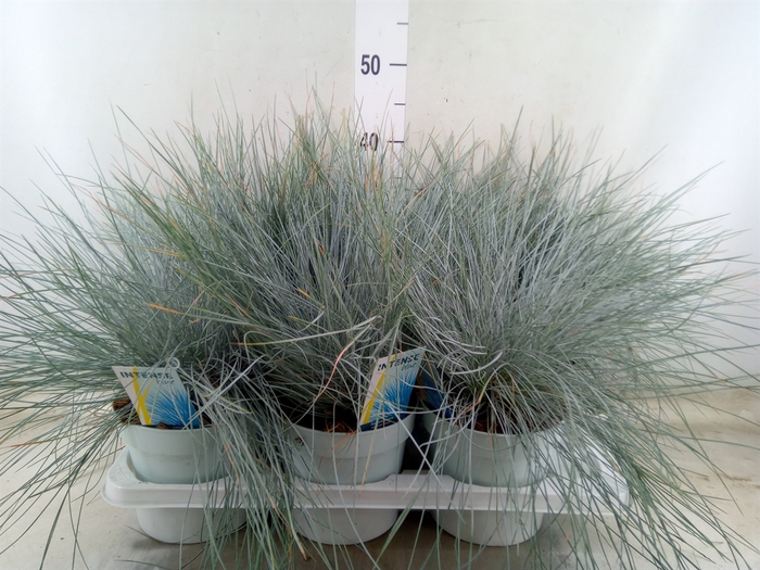 <h4>Festuca glauca 'Intens Blue'</h4>