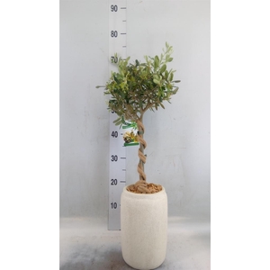 Arr.   Tuinplanten H%