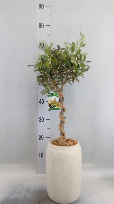 <h4>Arr.   Tuinplanten H%</h4>
