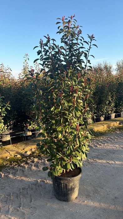 <h4>PHOT FR RED ROBIN</h4>