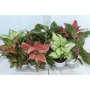 AGLAONEMA VARIADA P12 PREMIUM
