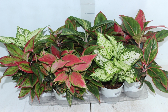 <h4>AGLAONEMA VARIADA P12 PREMIUM</h4>