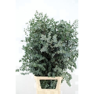 EUCA GU AZURA 125CM