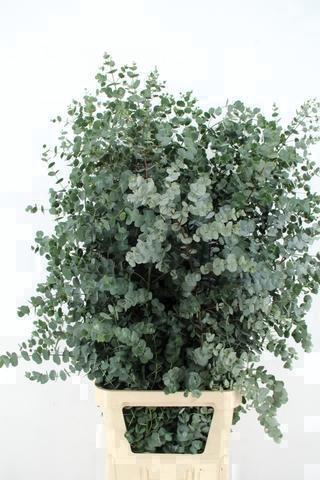 <h4>EUCA GU AZURA 125CM</h4>