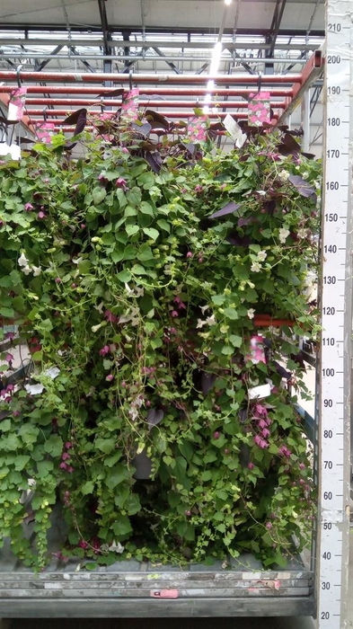 <h4>Lophospermum  'Lofos Wine Red'</h4>