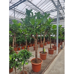 Ficus lyrata