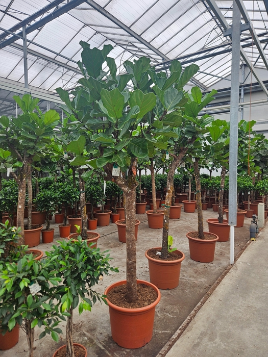 <h4>Ficus lyrata</h4>