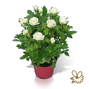 ROSA SAMADA WHITE P12