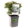 Vaccinium corymbosum Sunshine Blue P18