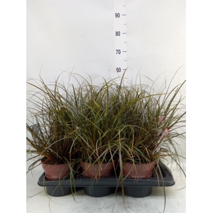 Uncinia rubra