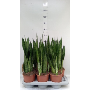 Sansevieria zeylanica