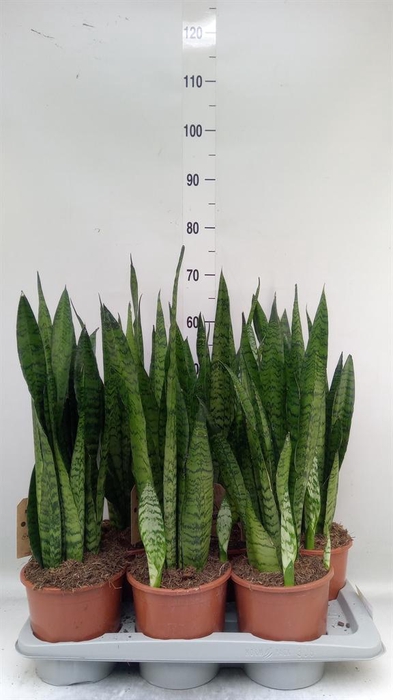 <h4>Sansevieria zeylanica</h4>