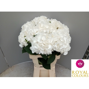 HYDR M ROYAL PRINCES