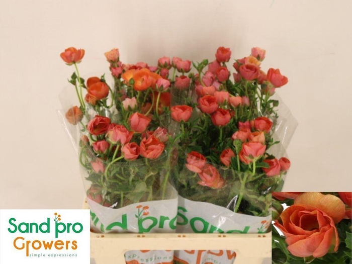 <h4>RANUNCULUS CORT. 'MAGICAL SALMOUSS'</h4>