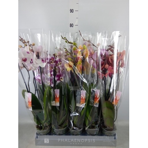 Phalaenopsis   ...mix  7