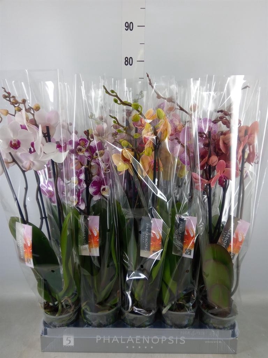 <h4>Phalaenopsis   ...mix  7</h4>