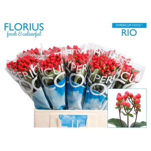 Hyp Coco Rio