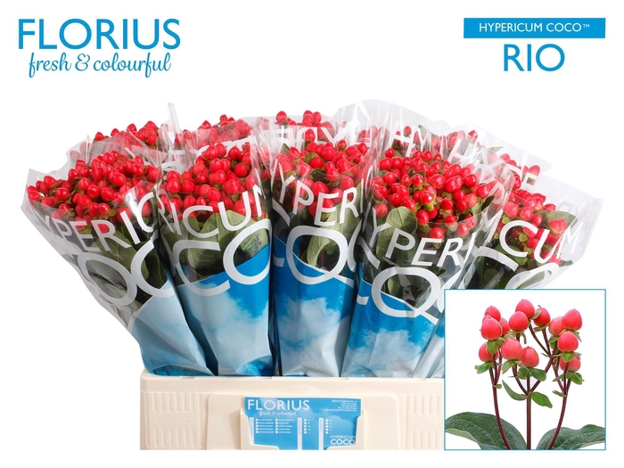 <h4>HYP COCO RIO</h4>