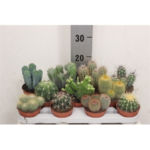 Cactus Gemengd 10cm