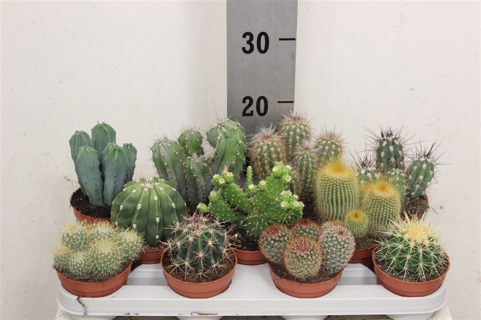 <h4>Cactus Gemengd 10cm</h4>