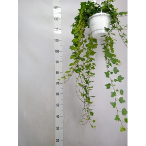Hedera helix 'Wonder'
