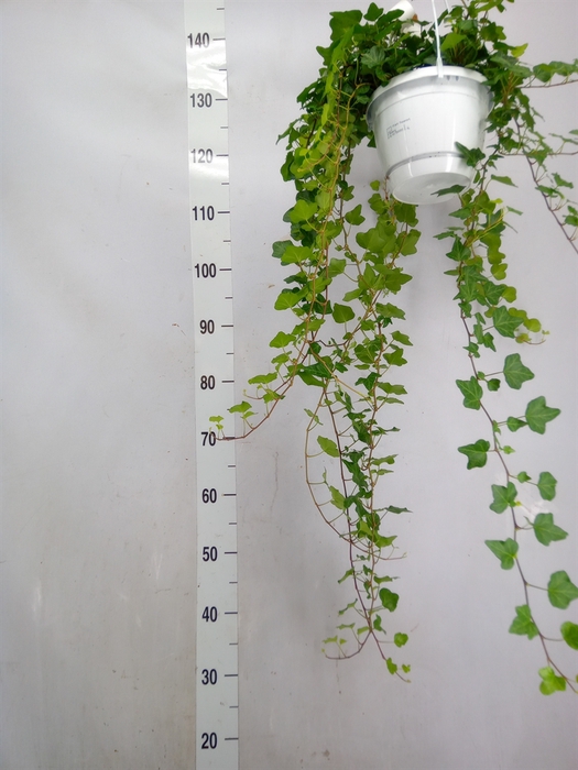 <h4>Hedera helix 'Wonder'</h4>