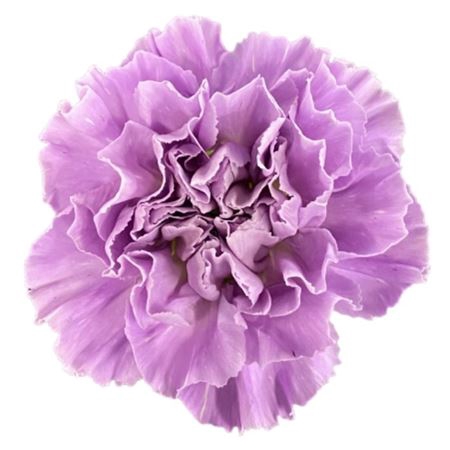 <h4>Dianthus st moonaqua</h4>