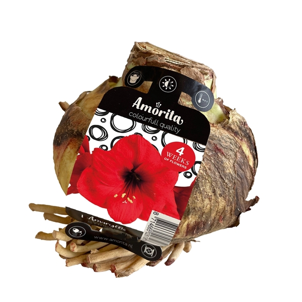 <h4>Amorita Box Essentials RED x 5 bolmaat 36-38+</h4>