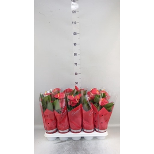 Anthurium andr. 'Esudo'