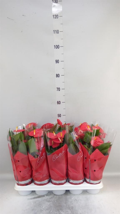 <h4>Anthurium andr. 'Esudo'</h4>