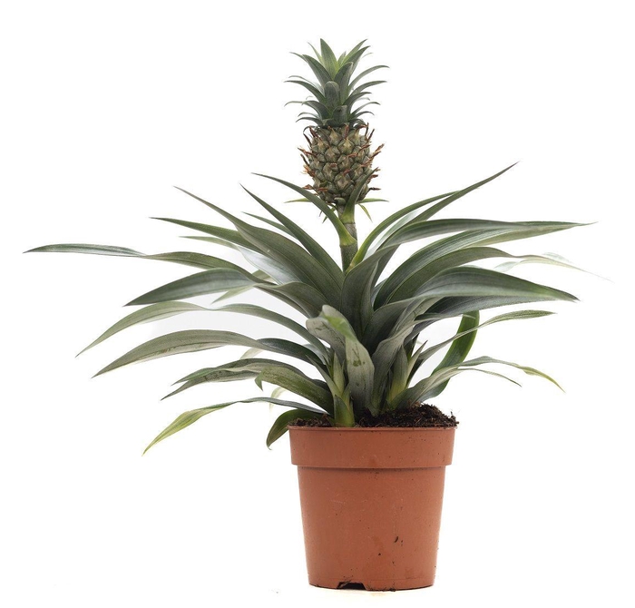 <h4>Ananas Rosita P&PURE Collection</h4>