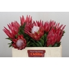 Protea Cynaroides Madiba