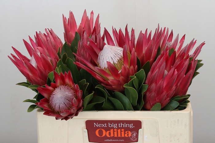 Protea Cynaroides Madiba