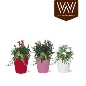 Arrangement in Smartcup Color | Dianthus, hedera